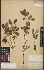 Foto von Salix rhaetica Andersson